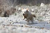GOLDEN RETRIEVER 447